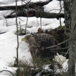 Kotkas leiti jahi käigus metsa alt