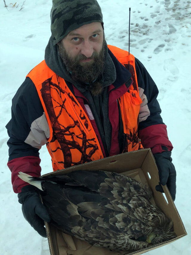 Võnnu jahimees Raimo Soo päästetud kotkaga