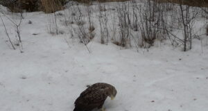 Veebruari keskpaigast ei tohi märgaladel pliihaavleid ka kaasas kanda