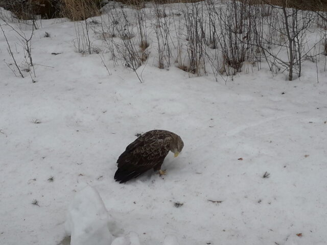 Kotkas-lumel-Keskkonnaamet