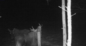 Erisused põdradsarvede heitmisel