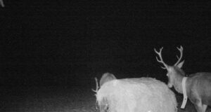 Saaremaa jahimees kaelustas hirvepull Sassi