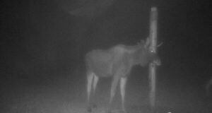 Põdrapullil on veel vanad sarved peas