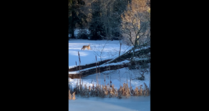 Vihulas jalutas ilves aias ringi