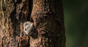 Vikkerraadio uuris kuidas läheb lendoraval