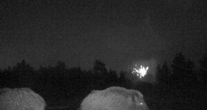 Metssead ei teinud ilutulestikust välja