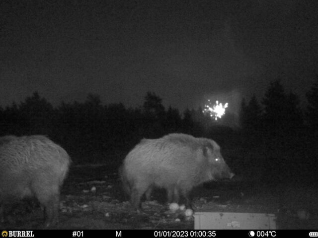 metssiga - anneli ahu