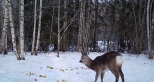 PILTUUDIS: Sokkudel sarved juba kasvavad