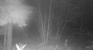 Mõned sokud ei taha sarvedest loobuda