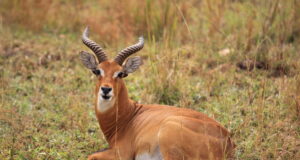 Soome ei tohi enam väljaspool Euroopat jahitrofeesid sisse tuua