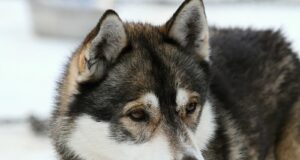 Lemmikloomade registrist ja kohustuslikust kiibistamisest