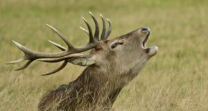 Testi end loomahäälte tundmises