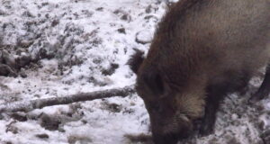 Seakatk levib endiselt: Eestis ja lähiriikides tuvastatud mitmeid juhtumeid