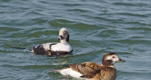 Emase ja isase auli rändetee erineb