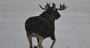 Põdrapull kannab siiani uhkeid sarvi