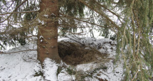 Metsas magavat karu häirida ei tohi