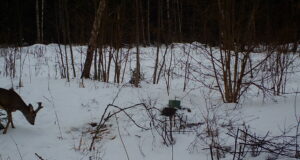 Sokkude sarved juba arenevad