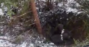 VIDEO! Lätis sattusid metsatöölised peale karupoegadega pesale