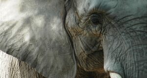 Neandertallased küttisid ja sõid 15-tonniseid elevante