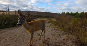 Metsloomad on ökoduktid omaks võtnud