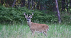 Pressiteade: Vibujaht on tõhus ja eetiline – teaduslikult tõestatud! Foto: Valgesaba-pampahirv (autor Teemu Simenius)