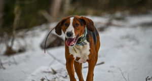 Hoog üles „Kogukondlikult koos maaomanikuga“ aastale