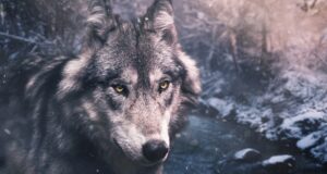 Jääb ära – “Räägime hundist”