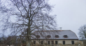 Hääleta Hiiumaa pöök Euroopa aasta puuks