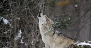 Rootsis käib ajaloo suurim hundijaht