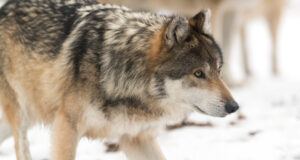 Hundi küttimismahu muutmine