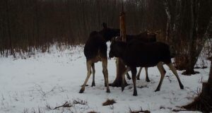 Piltuudis: Põdrad soolakul