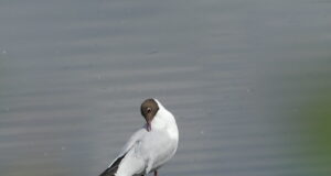 Euroopas naerukajakaid tappev lindude gripi viirus on Eesti poole teel