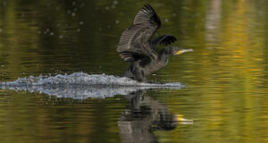 Püssipaugud ei heiduta kormorane