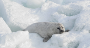 Rannas pikutav hülgepoeg vajab vaikust ja rahu