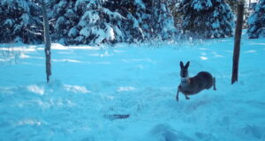 TALV PANEB PROOVILE! Karmid talved tekitavad metskitsele tõsiseid katsumusi