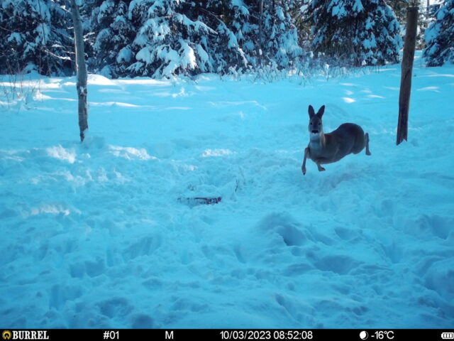 Kits Raanil A. Kase söödakohas