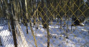 Lätis toimuvad jahikatsed metsseale