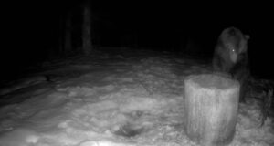 Üha rohkem karusid on taliuinakust ärganud