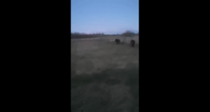 Video: metssead tegid üllatusvisiidi perenaise aeda