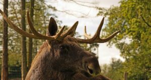 15. septembril hakkas põdrajahihooaeg