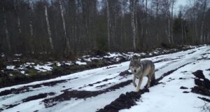 Kohus lubab Eestis taas hunte küttida
