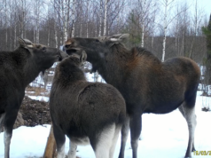 Memo juhatusele: Põdra küttimise vahekokkuvõte