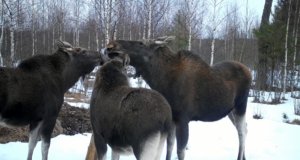 Memo juhatusele: Põdra küttimise vahekokkuvõte