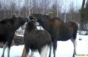Memo juhatusele: Põdra küttimise vahekokkuvõte