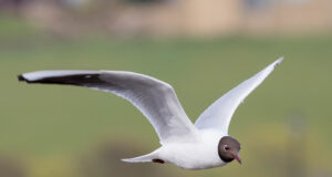 Lindude gripi viiruse levik jätkub