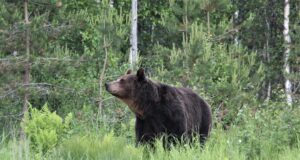 Karude küttimismaht on suures osas täidetud
