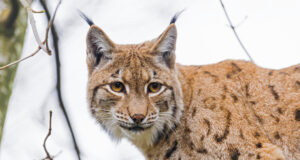 Küttimissoovitus ajab looduskaitsjad tagajalgadele