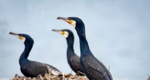 Halduskohus tunnistas kormoranimunade õlitamiseks antud load õigusvastaseks