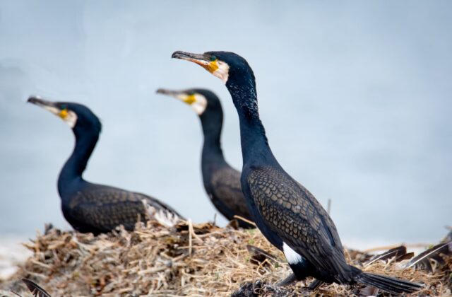 Kormoranid2-Maris-Sepp