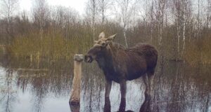 PILTUUDIS: Põder sumpab vees